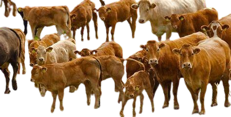 Cattle-Breeding